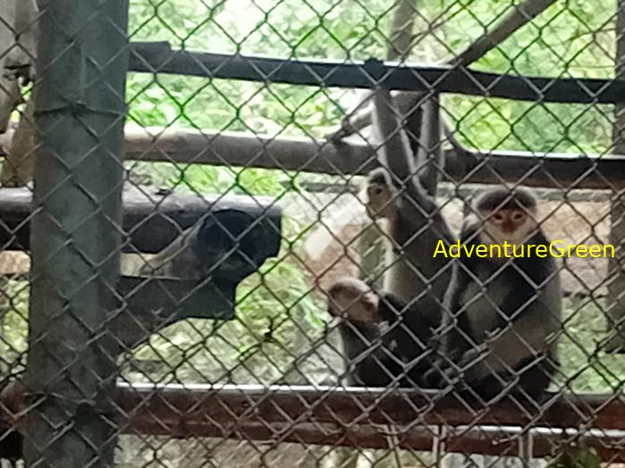 Black-shanked doucs at Cuc Phuong National Park, Ninh Binh Province, Vietnam Black-shanked doucs at Cuc Phuong National Park, Ninh Binh Province, Vietnam